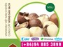 Macca - Quà tết đậm đà hương vị Tây nguyên